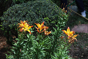 Unknown Flower 1