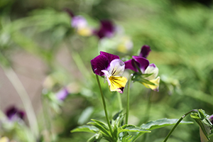 Unknown Flower 2