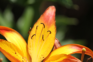 Unknown Flower 3